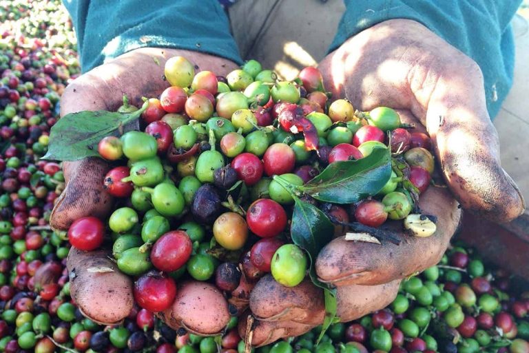 How to Grow Coffee Beans at Home: Easy Steps for a Thriving Indoor Garden
