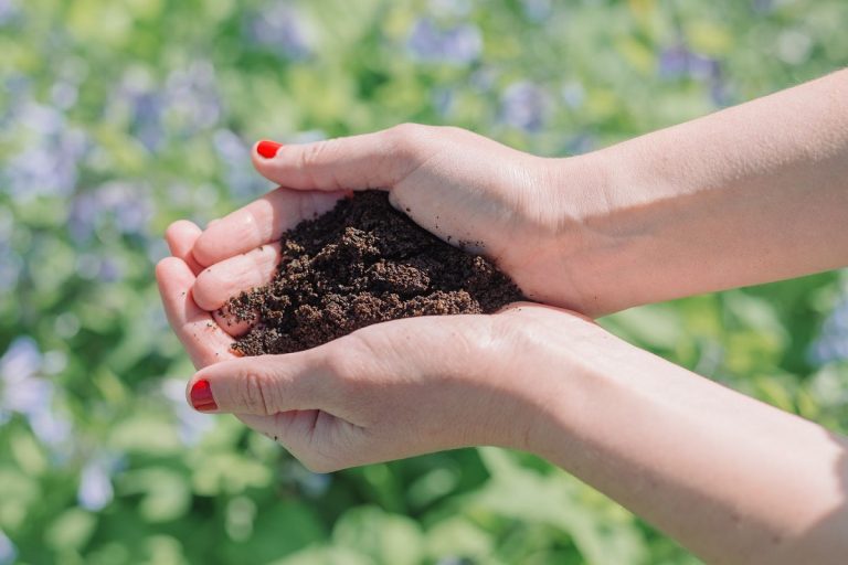Using Coffee Grounds as Fertilizer: Boost Your Garden Naturally and Sustainably