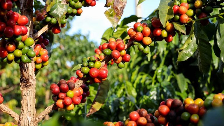 Where Is Arabica Coffee Grown? Explore Its Top Coffee Regions