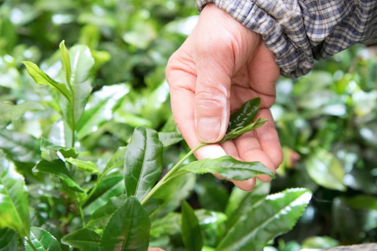 Why Does Matcha Taste Like Grass: Understanding Its Unique Flavor