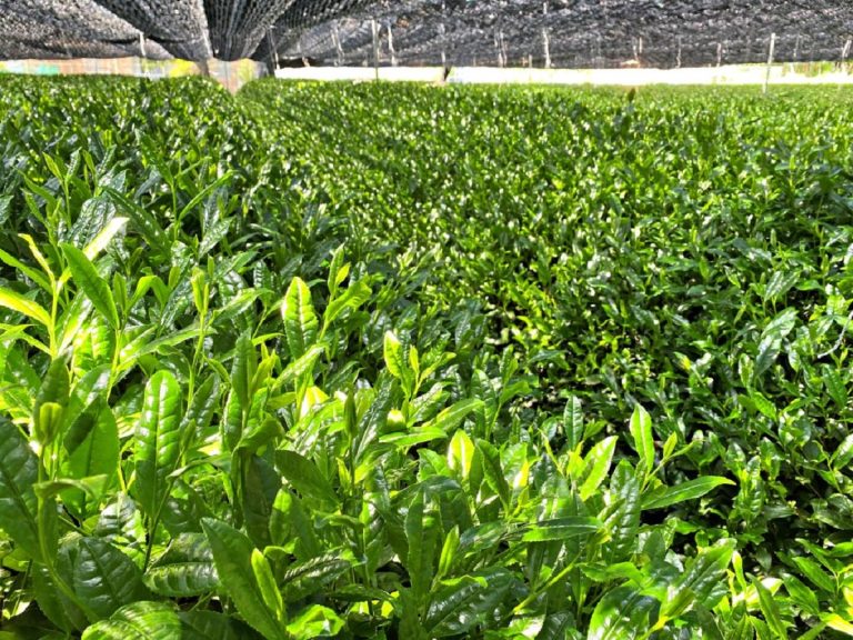 How to Grow Matcha – Step-By-Step Cultivation, Care, And Harvest Tips